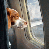 animal de companie blue air
